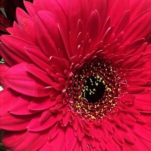 Meet your Posher, Audra